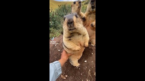 Marmot gets touched