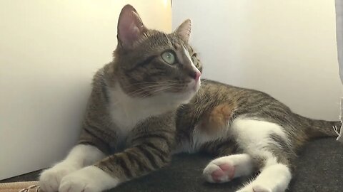 Sweet Cat Sighs