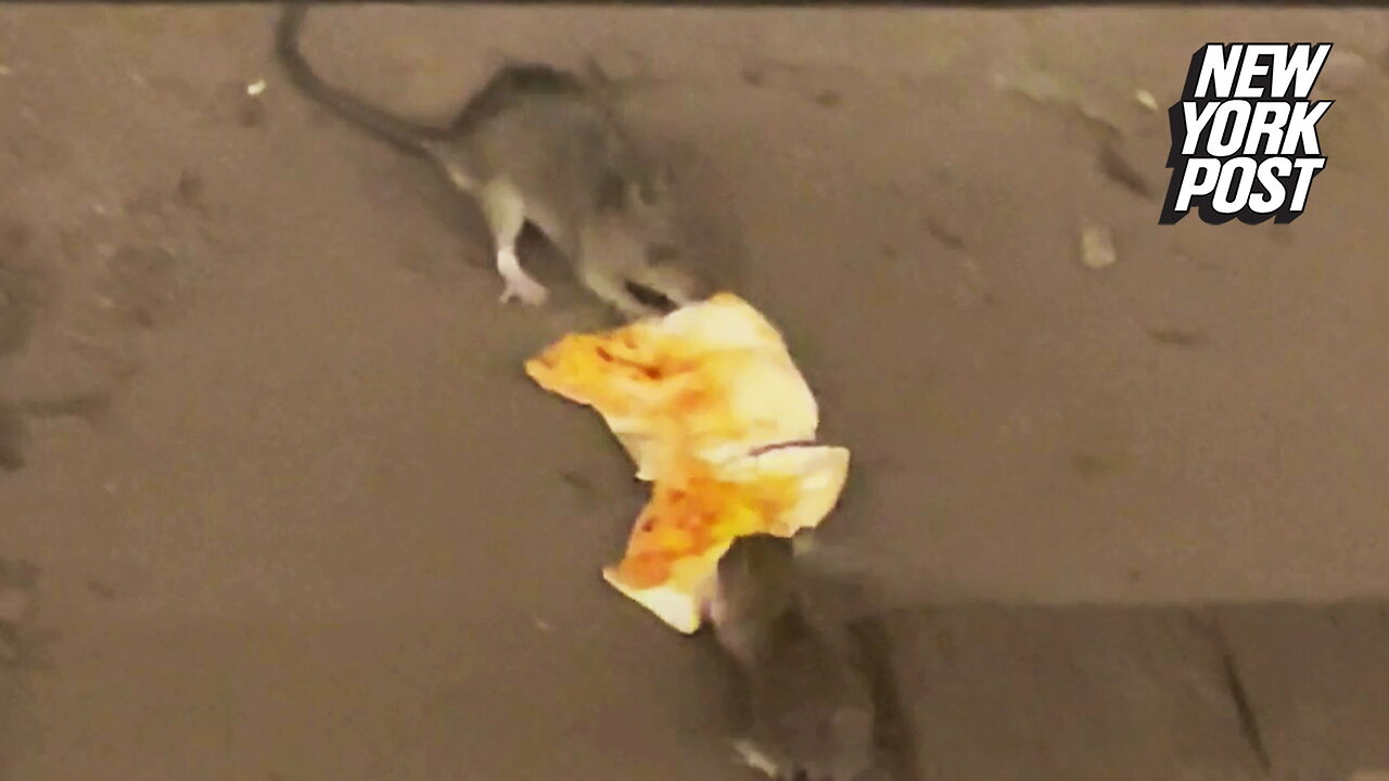 Pizza rats play tug-of-war with a cheese slice on NYC subway tracks