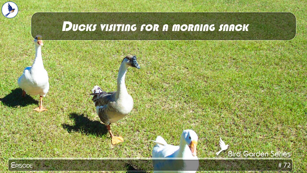 Ducks visiting for a morning snack