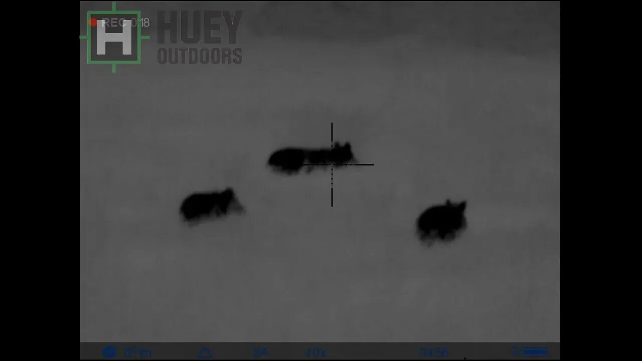 Pulsar Thermion XM38 Footage of feral hogs.