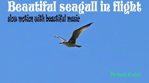 Beautiful seagull in flight in slow motion with beautiful music / beautiful bird in flight.