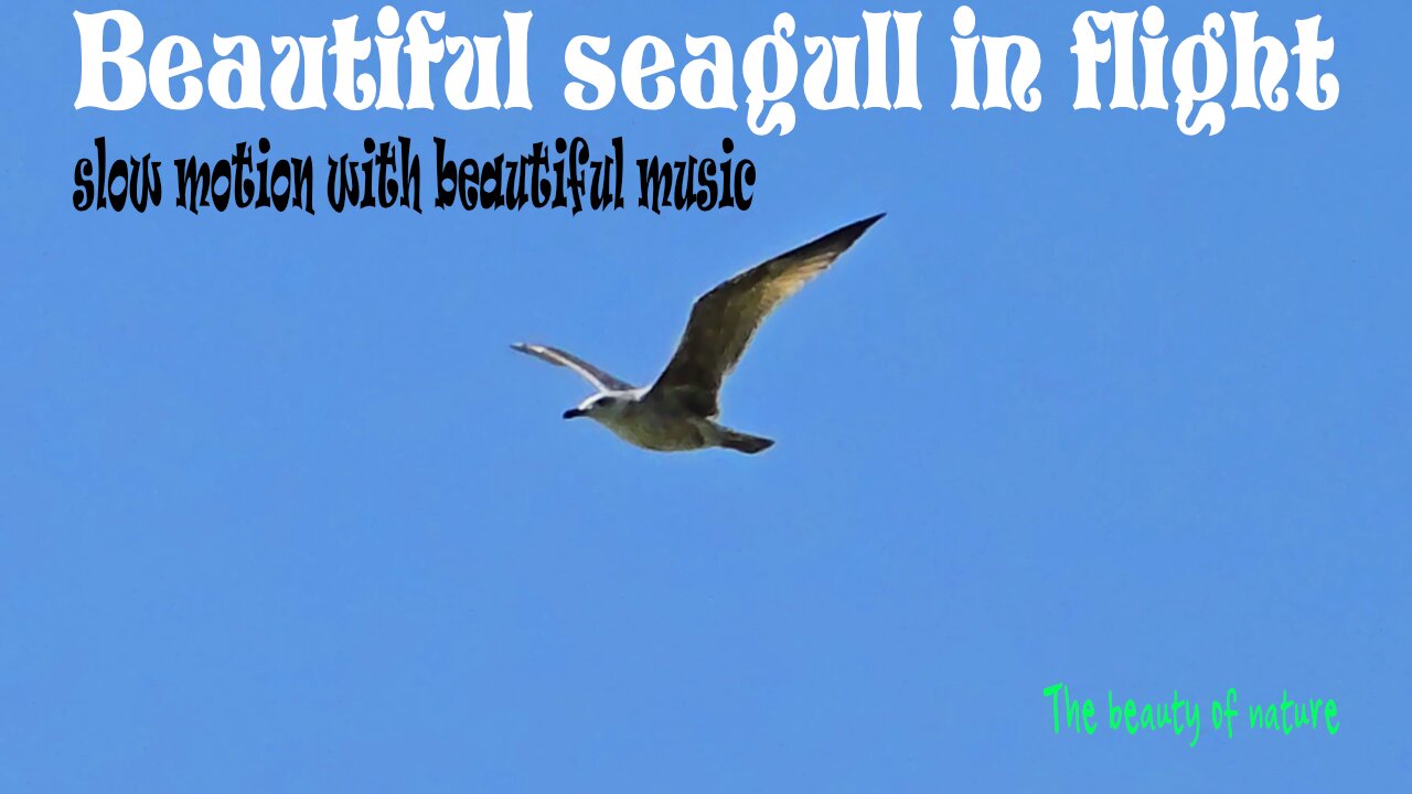 Beautiful seagull in flight in slow motion with beautiful music / beautiful bird in flight.