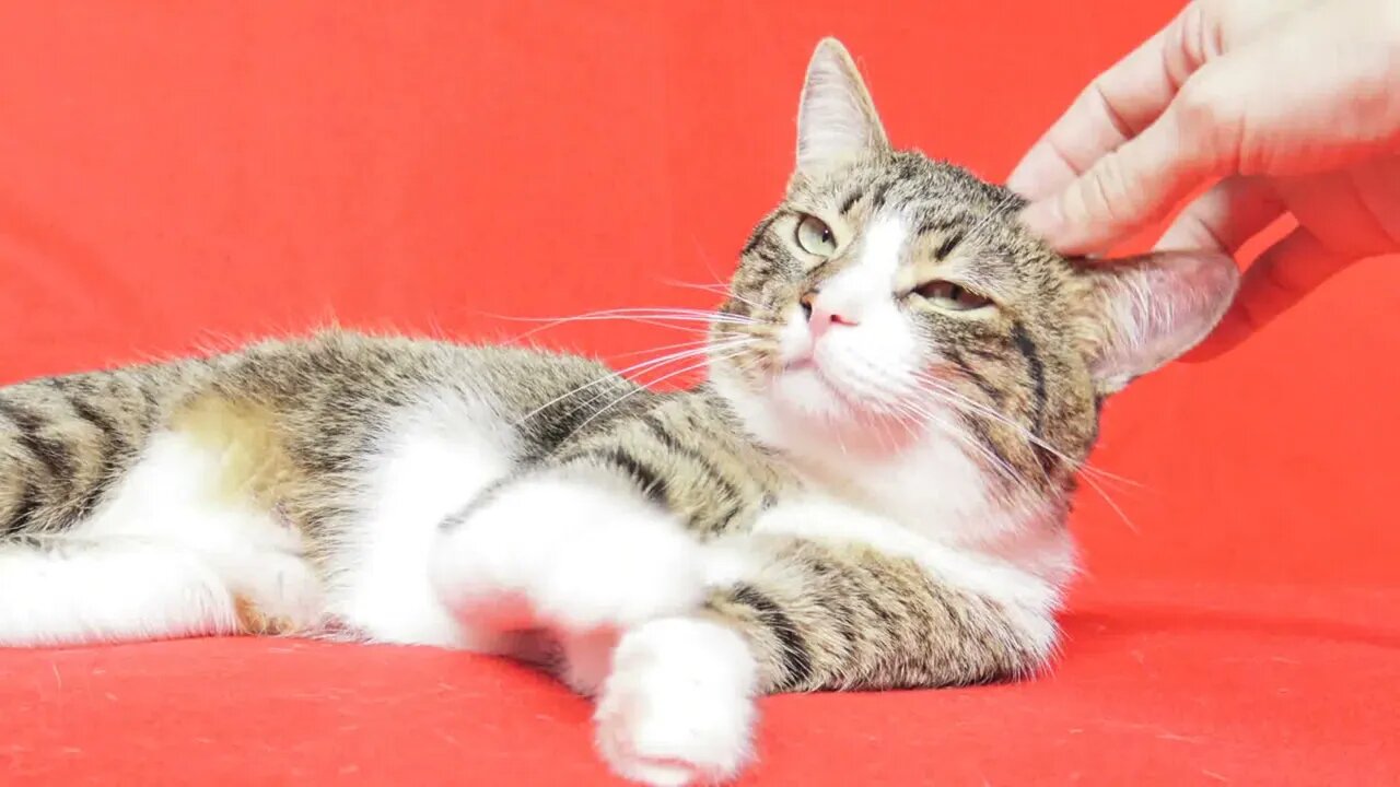 Cat Pictures