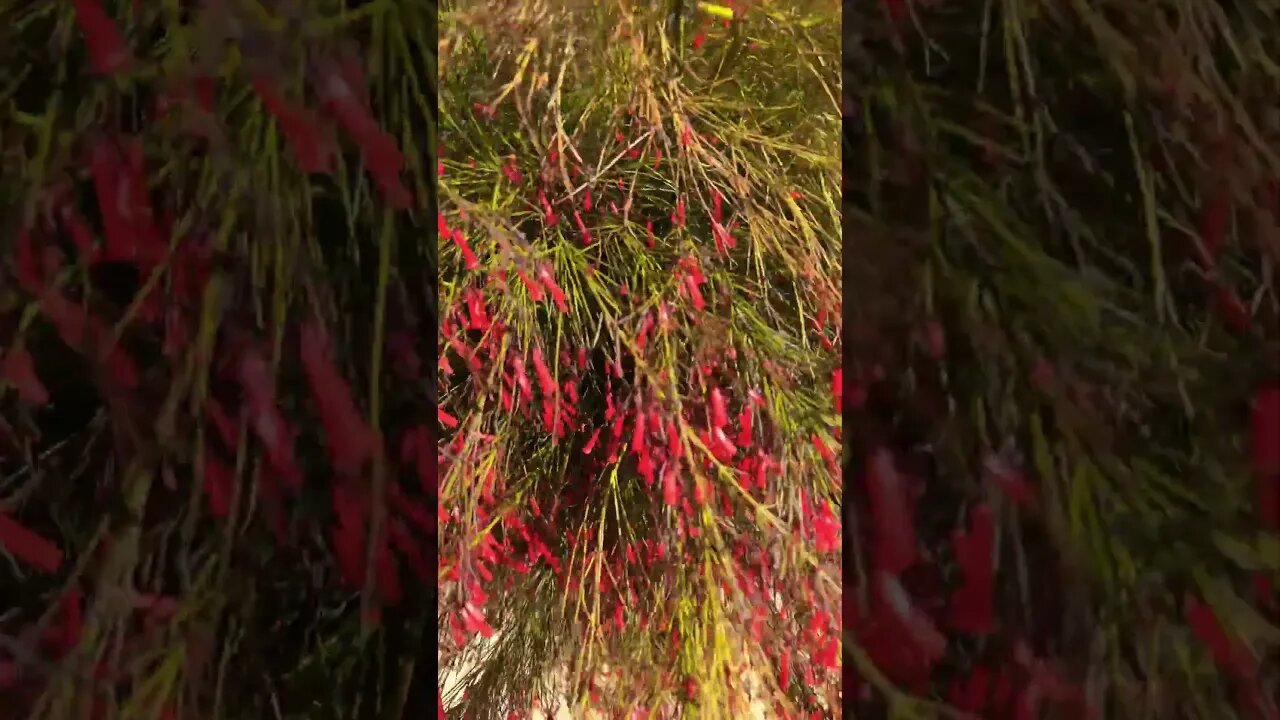 Watch the Flowers on the Firecracker Plant