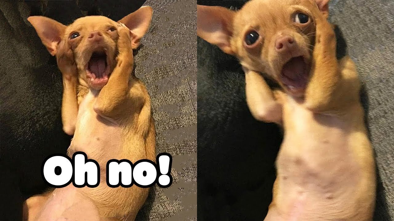 This Funny Dog Reaction Video will Make You cant stop laughing