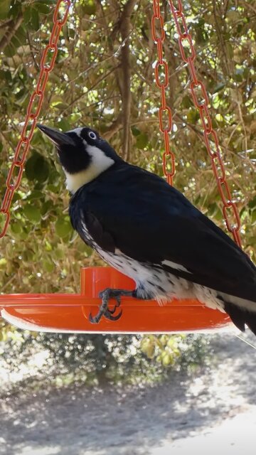 Acorn Woodpecker🐦Grape Jelly Treat