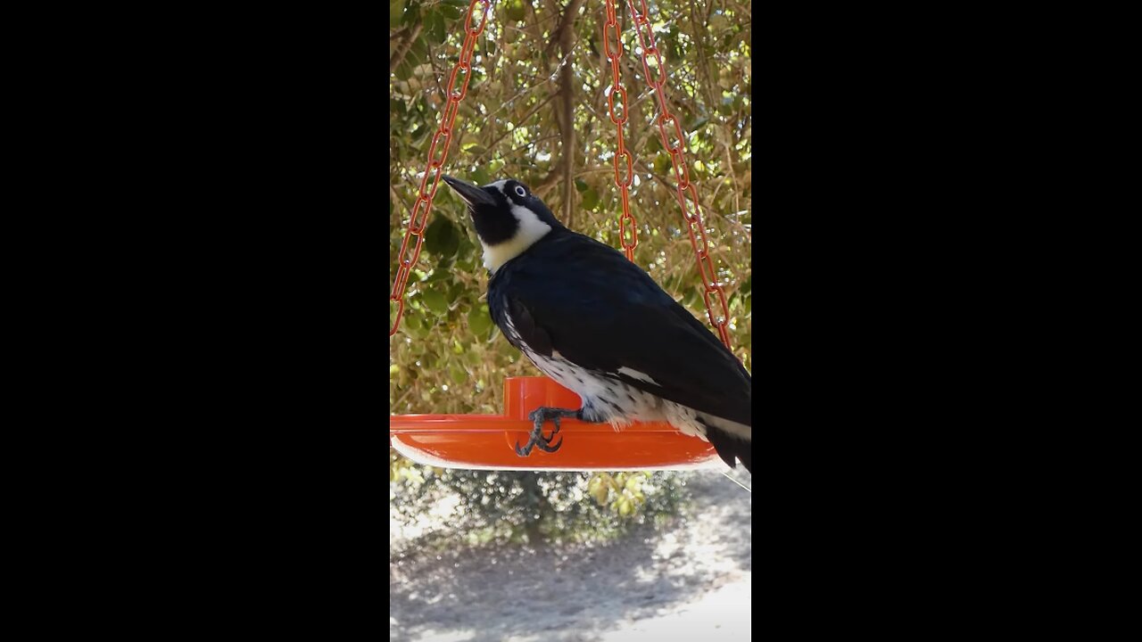 Acorn Woodpecker🐦Grape Jelly Treat