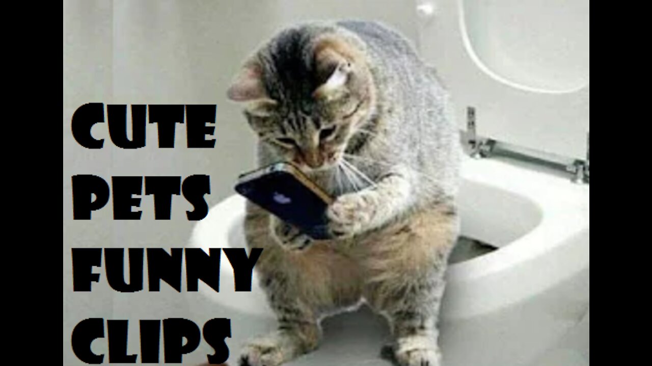 funny cats/pets clips