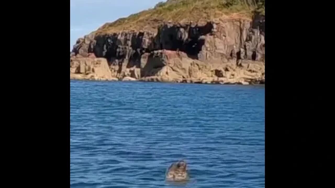 a seal at Shoalstone, Brixham #animals #wildlife #shorts #sea #shortsvideo #shortsfeed #subscribe