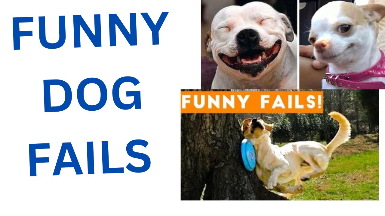 Funny dogs fail video 1