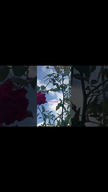 ALOHA FRIDAY ROSE BOUQUET