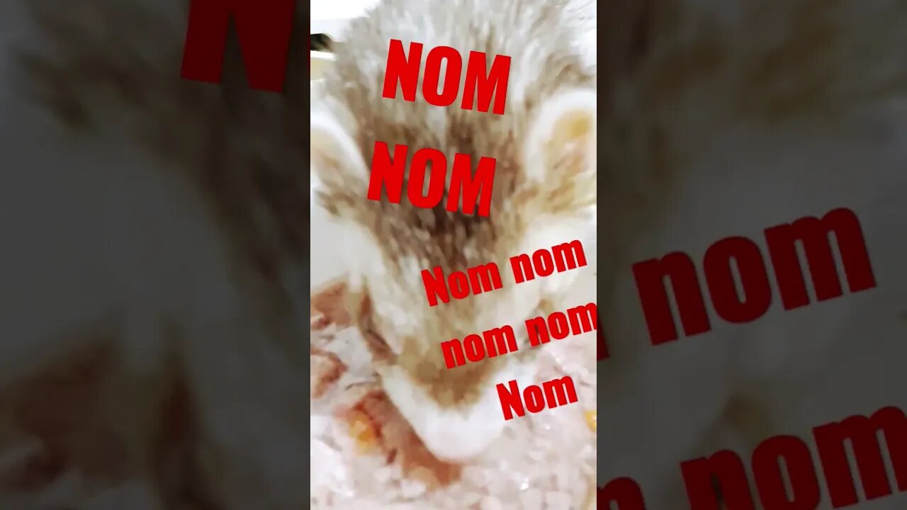 nom nom