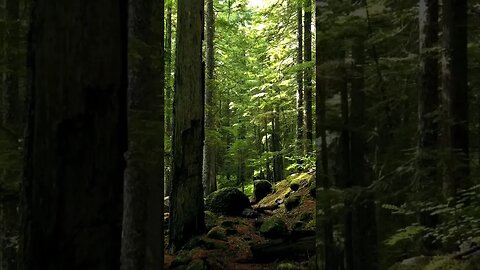 The forest is our fortress