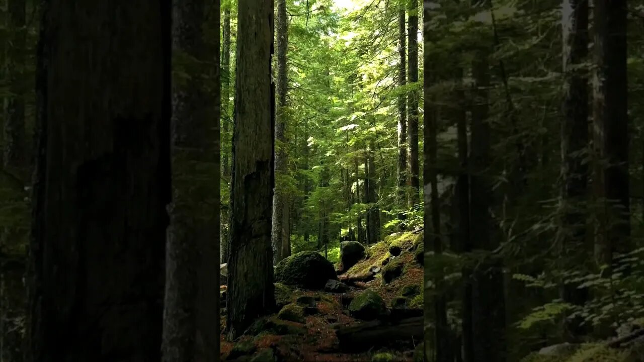 The forest is our fortress