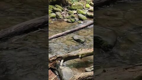 Peaceful Tennessee creek