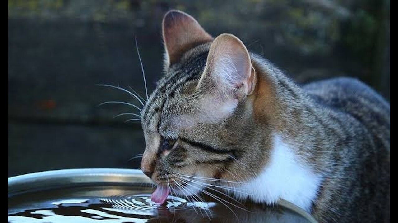 Cute cats drink water