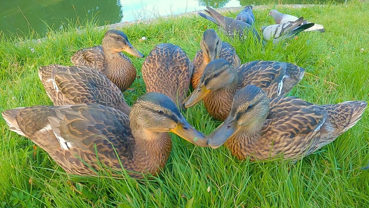 The 7 Mallard Duck Ducklings Work Hard to Harvest Spilled Oats