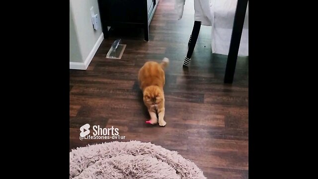 😺 Chasing Laser Pointer #cat #scottishfold #cutecatshorts #catplaying