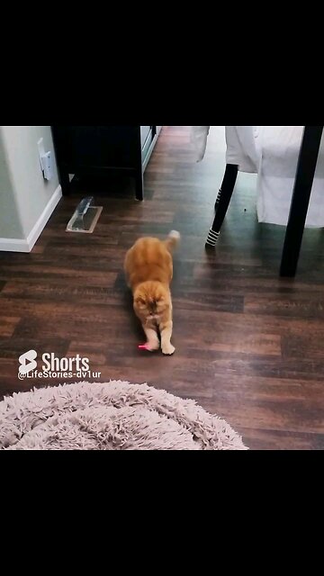 😺 Chasing Laser Pointer #cat #scottishfold #cutecatshorts #catplaying