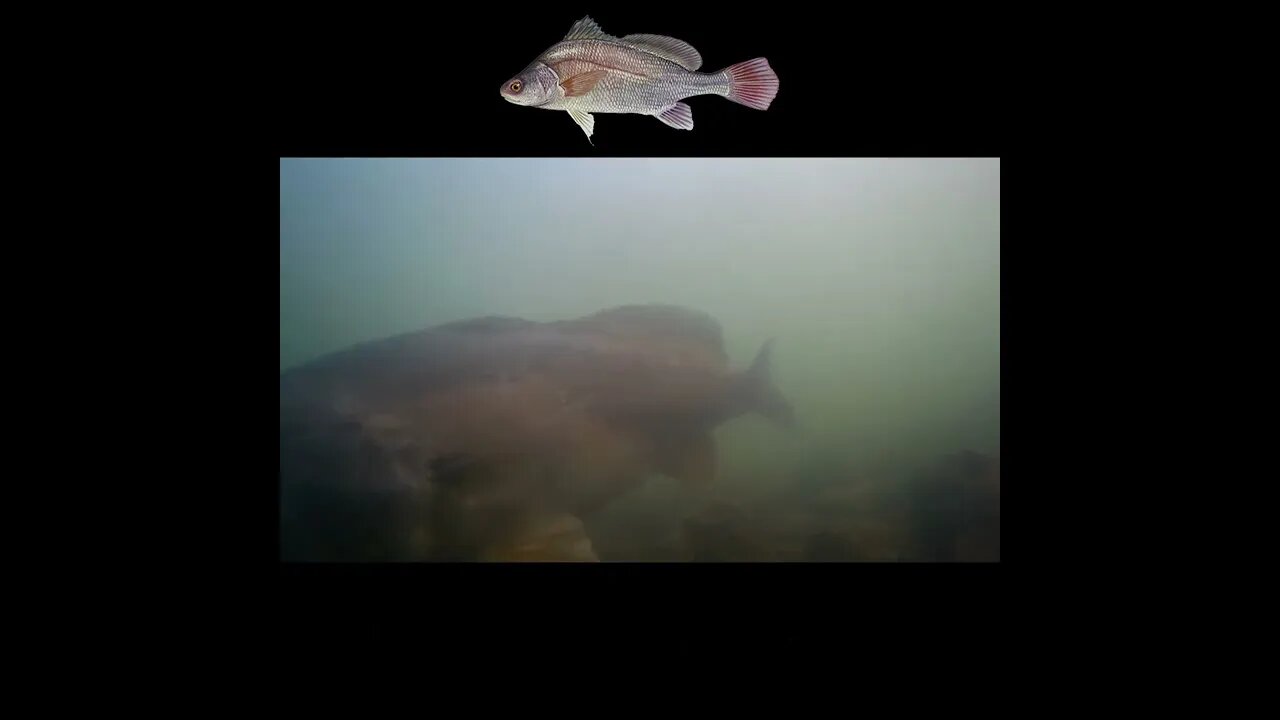 Drum in the Tennessee River