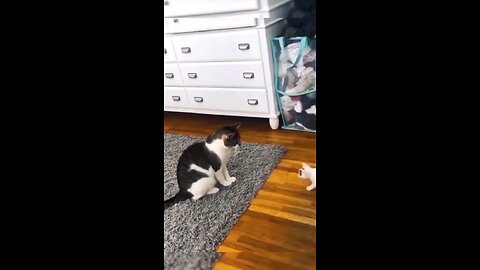 Funny animals video
