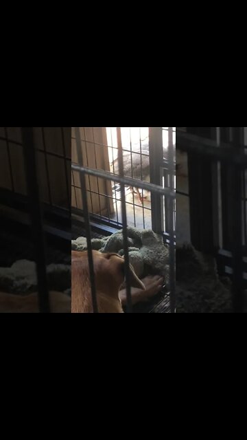 Nail Biting Moment when baby guinea fowl come into cabin with large dogs 😳😱