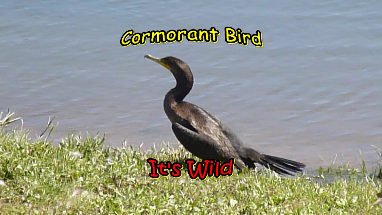 Cormorant Bird On Shore