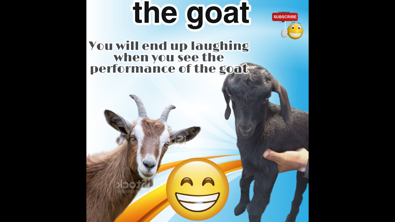 Funny video of goat acting