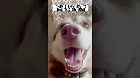 How to take down a husky