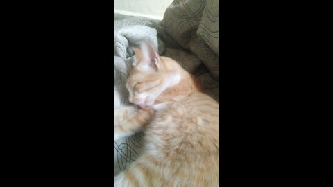 My naughty cat in sleep mode