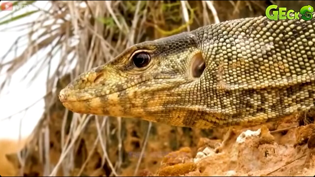 🐉Epic Wildlife Showdowns: Komodo Dragon's Against Python, Jaguar, Crocodile, Buffalo!🐍