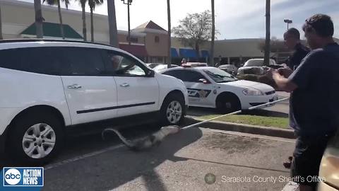 Deputies catch gator in parking lot in Sarasota County