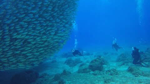 A mountain of fish