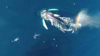 A whale shoots a rainbow from its blowhole