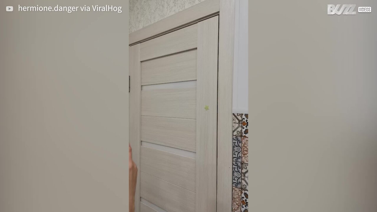 Cat is caught by owners climbing door