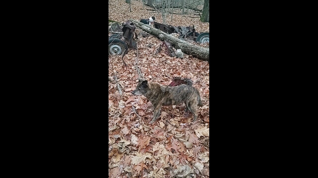 Walking up to an old car in the woods