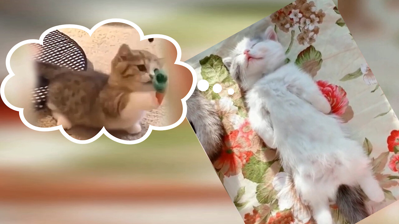 A cute cat plays and dreams of playing while she is sleeping