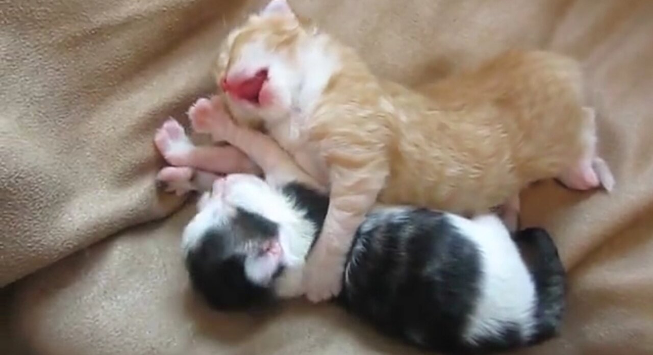 kitten sleeping together is the cutest