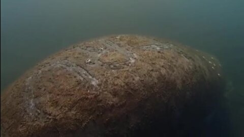 "TRUMP" carved into Florida manatee's back