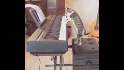 Funny Cat Playing The Piano 😂😂 | Funny Pets Videos 2021