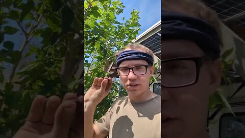 first mulberry of the year