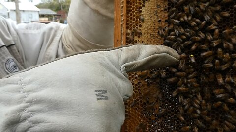 BUSY BEES (Hive check)