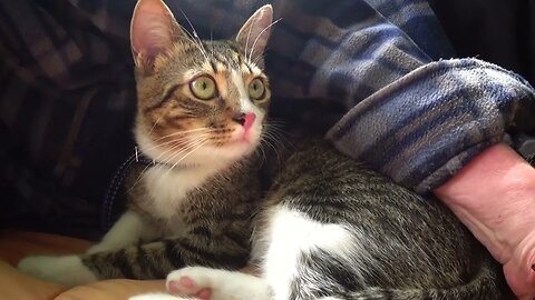 Funny Cat Smells the Air on a Picnic