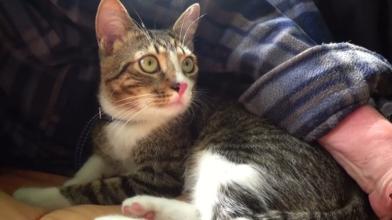 Funny Cat Smells the Air on a Picnic