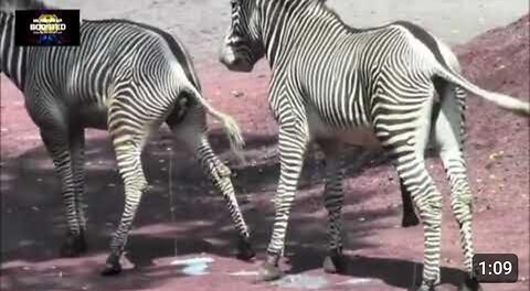 Zebra love and love .