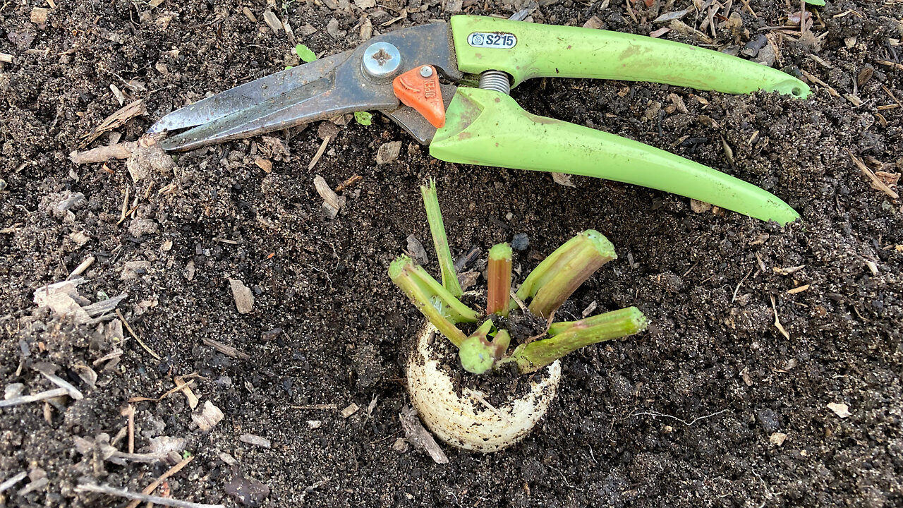 Over Wintering Parsnips For Seed Saving