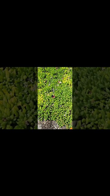 Cute little island bumblebee 🐝 #savethebees #nature #kawaii #cute #beautiful #relaxing #peaceful