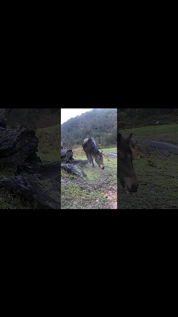 The secret lives of horses