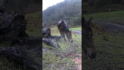 The secret lives of horses